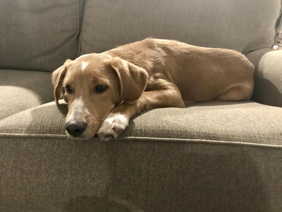 Adopt Finn a Beagle