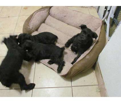 AKC Registered Miniature Schnauzer Puppies