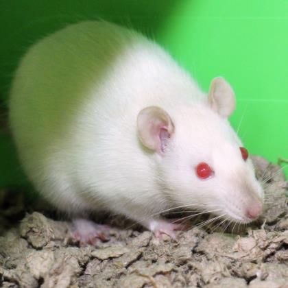 Adopt Evie a White Rat / Rat / Mixed small animal in Lansing, MI (22223506)