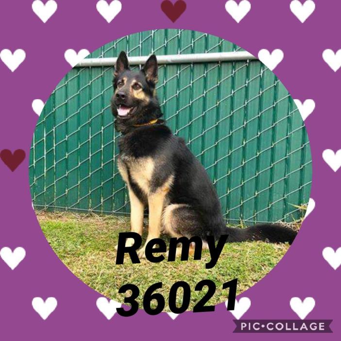 Adopt Remy a German Shepherd Dog