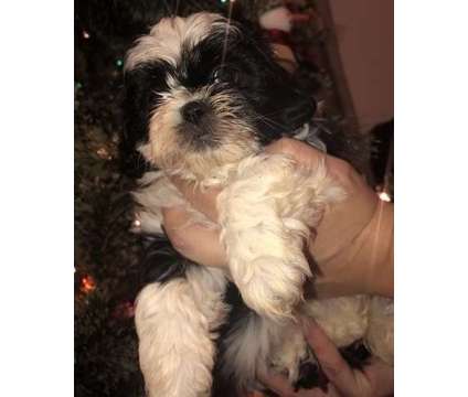 ndtrse Shih Tzu puppies available