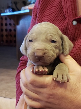 Weimaraner PUPPY FOR SALE ADN-110374 - Silver Weimaraner Male Puppy