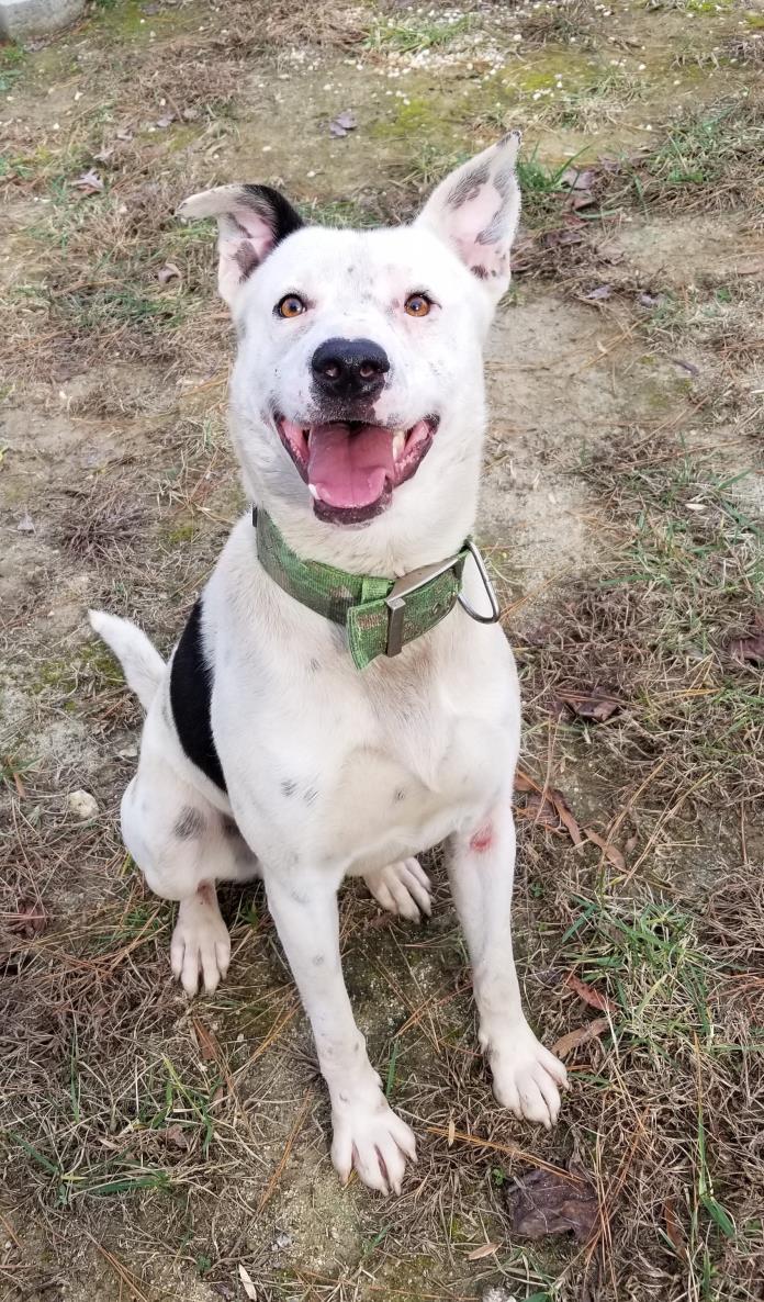 Adopt Hank a White - with Tan, Yellow or Fawn Labrador Retriever / Shepherd
