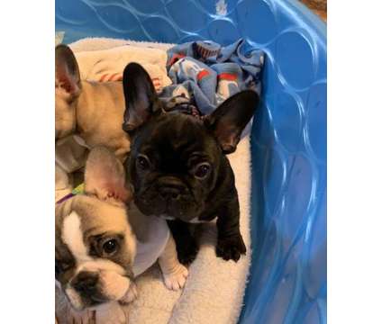 Okdshfhf French Bulldog Puppies for Sale