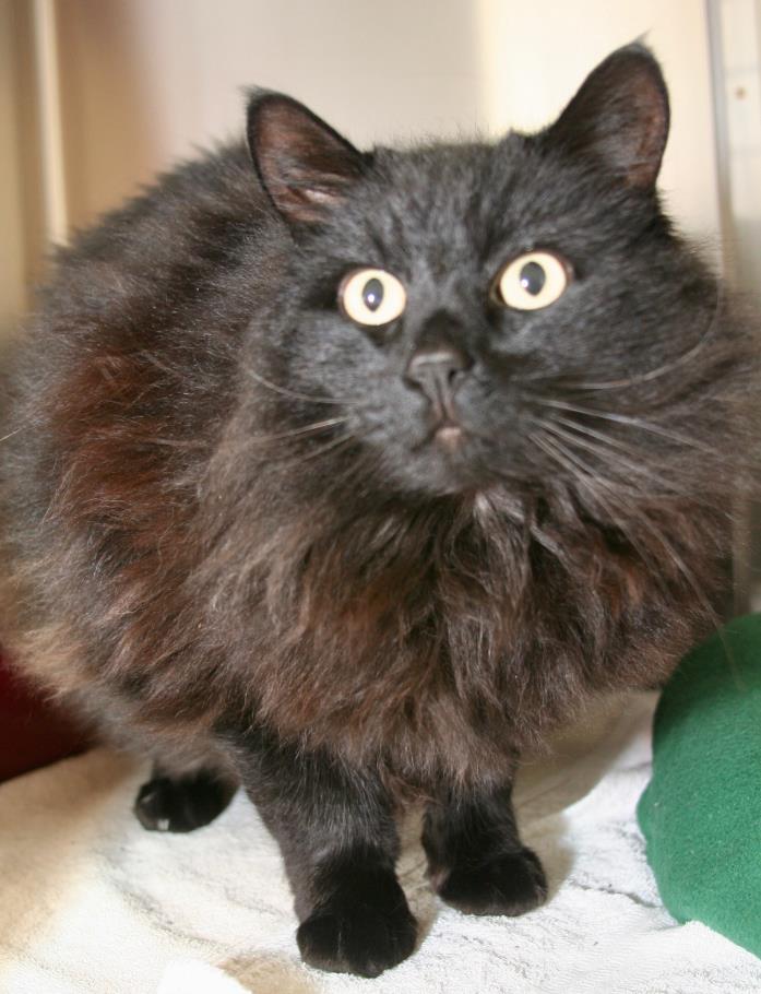 Adopt Lola a Black (Mostly) Domestic Longhair (long coat) cat in Eastsound