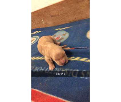 AKC purebred Golden Retriever puppies for sale