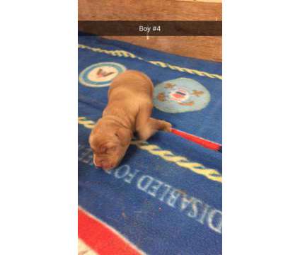 AKC purebred Golden Retriever puppies for sale