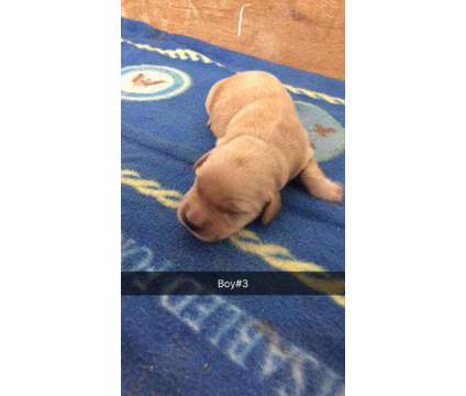 AKC purebred Golden Retriever puppies for sale