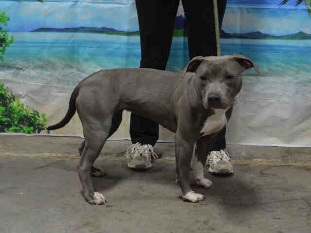 Adopt ROSIE a Gray/Silver/Salt & Pepper - with White American Pit Bull Terrier /