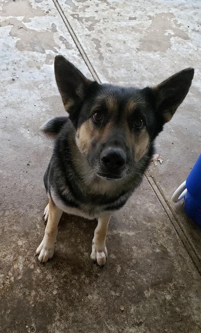 Adopt Roxy a Black - with Gray or Silver German Shepherd Dog / Husky / Mixed dog