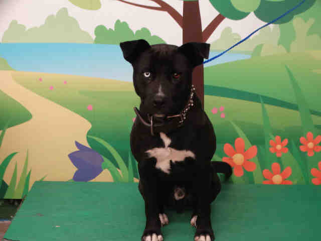 Adopt MANGO a Black - with White American Pit Bull Terrier / American Pit Bull