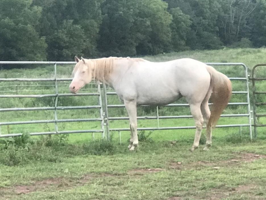 Big beautiful cremello mare