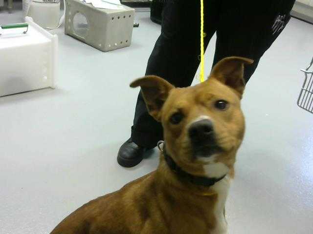 Adopt BRUCE a Red/Golden/Orange/Chestnut - with White Carolina Dog / Mixed dog