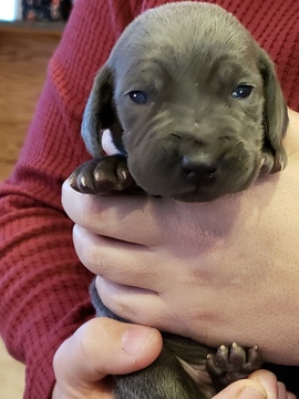 Weimaraner PUPPY FOR SALE ADN-110370 - Blue Weimaraner Male Puppy