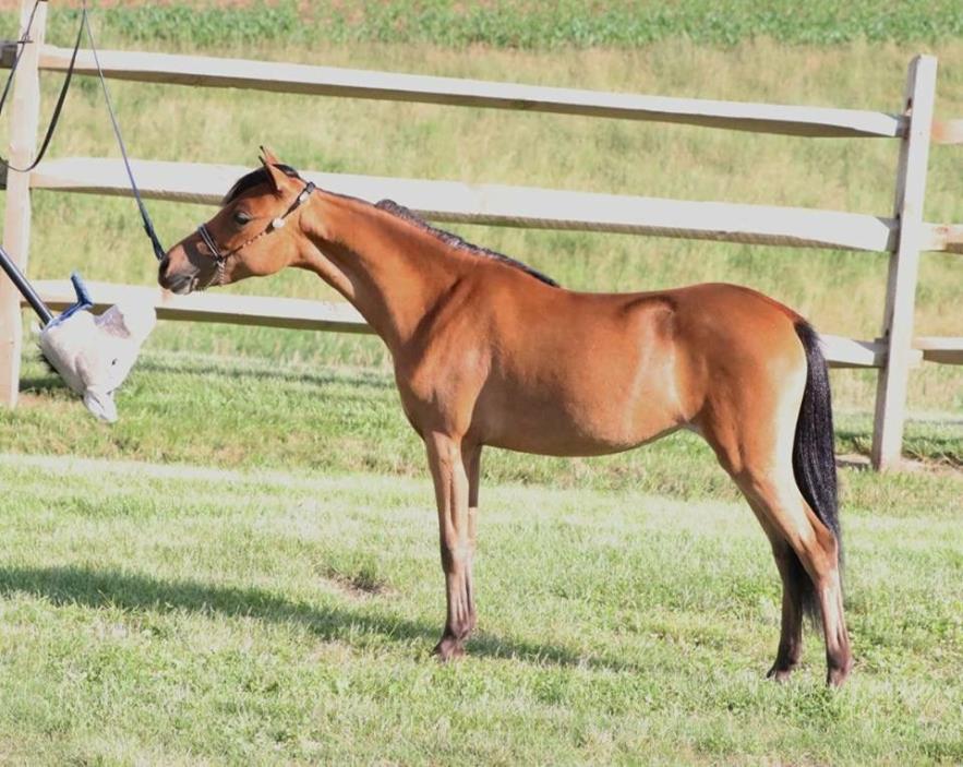 Gorgeous bay yearling show filly