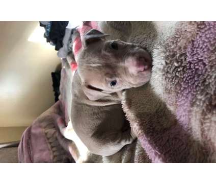 Mastiff Red Nose Pitbull (male)