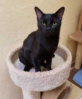 Adopt Sam a All Black Domestic Shorthair / Domestic Shorthair / Mixed cat in