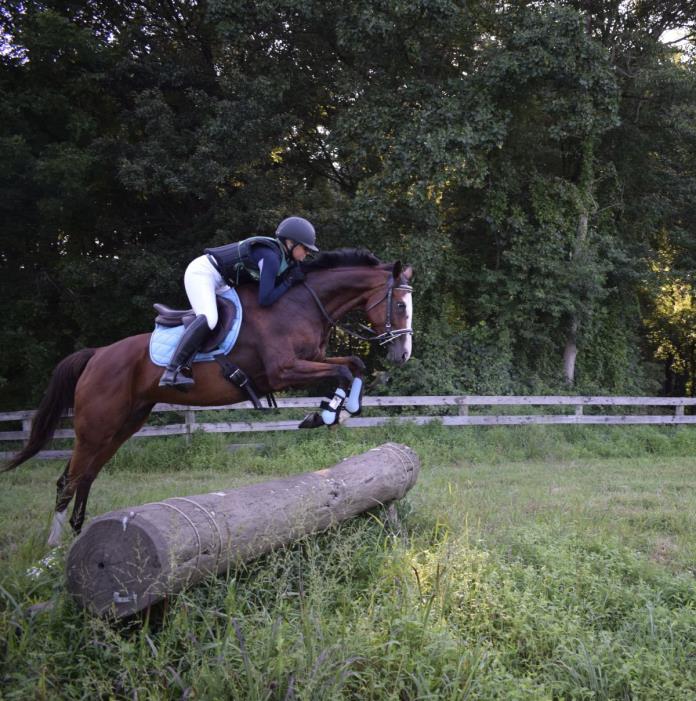 Gorgeous Athletic OTTB Mare