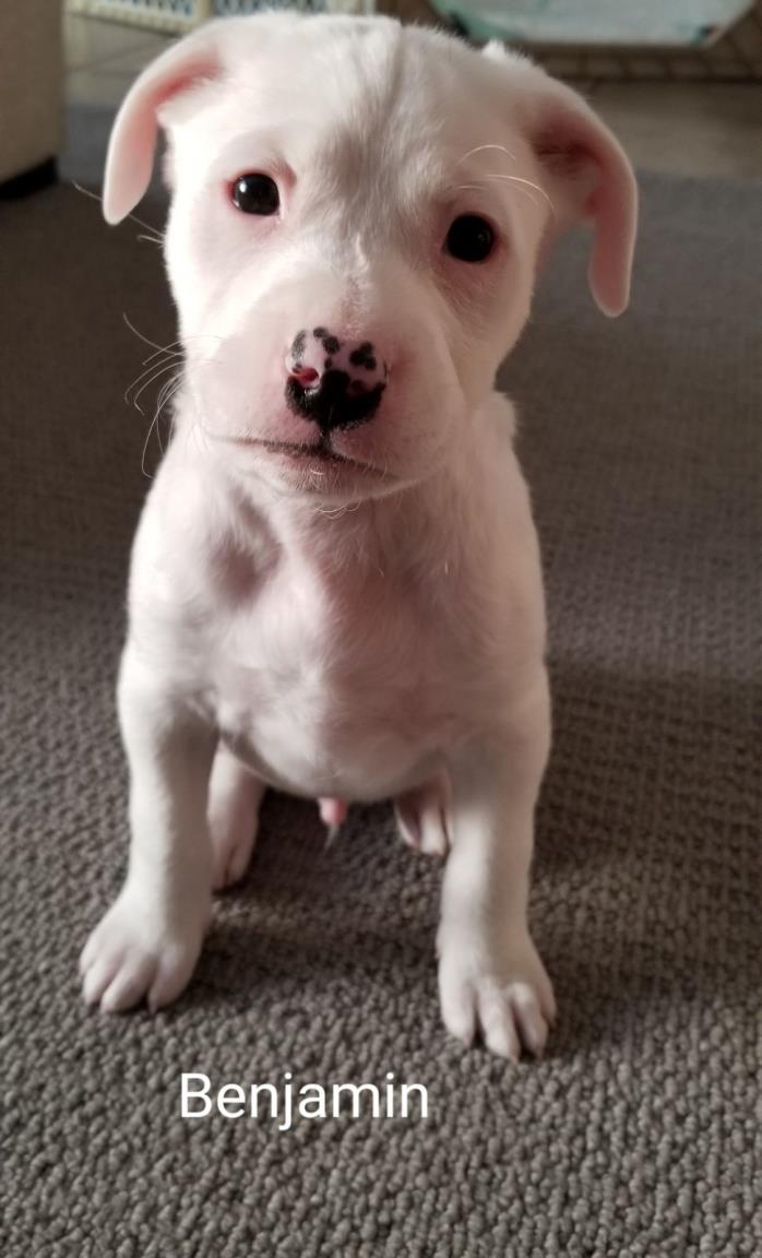 Adopt Benjamin a Labrador Retriever, Terrier