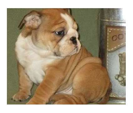 bvcgxd English bulldog puppies ready