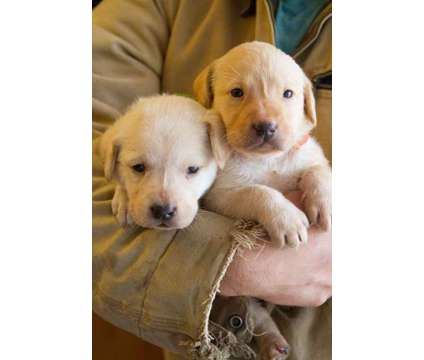 AKC Yellow lab puppies
