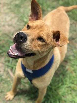 Adopt Maggie a Tan/Yellow/Fawn Mixed Breed (Medium) / Mixed dog in Georgetown