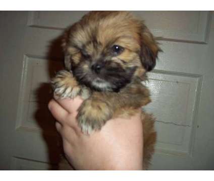 Like Shih Tzu? Love Lhasa! Puppies available now