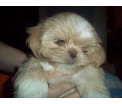 Like Shih Tzu? Love Lhasa! Puppies available now