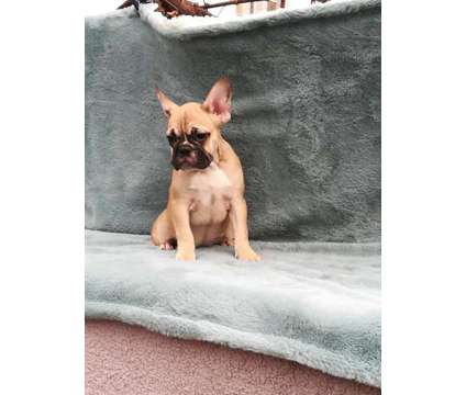French Bulldog Puppies Litter Ready Now