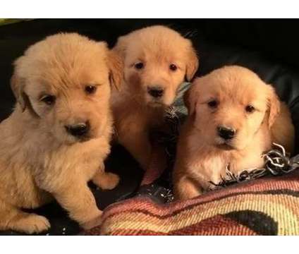 AZXS21 Golden Retriever Pups For Sale
