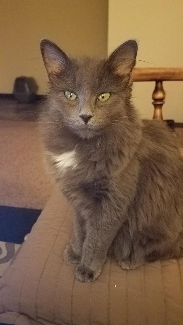 Adopt Lilly a Gray or Blue Domestic Longhair / Mixed cat in Fargo, ND (24636182)