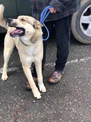 Adopt Rory a Tan/Yellow/Fawn Shepherd (Unknown Type) / Mixed dog in Fresno
