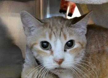 Adopt Jelly Bean a Orange or Red Domestic Shorthair / Domestic Shorthair / Mixed