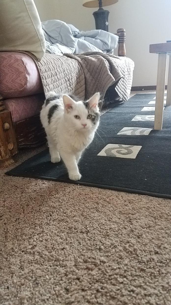 Adopt Penny a White (Mostly) Domestic Longhair / Mixed cat in Fargo