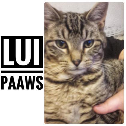 Adopt Lui a Brown or Chocolate Domestic Shorthair / Domestic Shorthair / Mixed