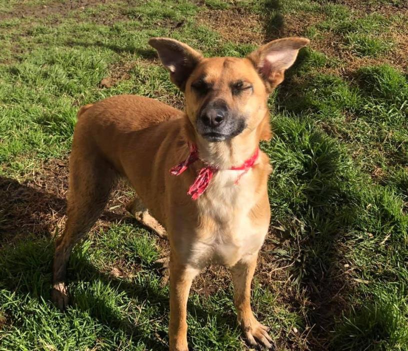 Adopt SASSY a Brown/Chocolate Shepherd (Unknown Type) / Black Mouth Cur / Mixed
