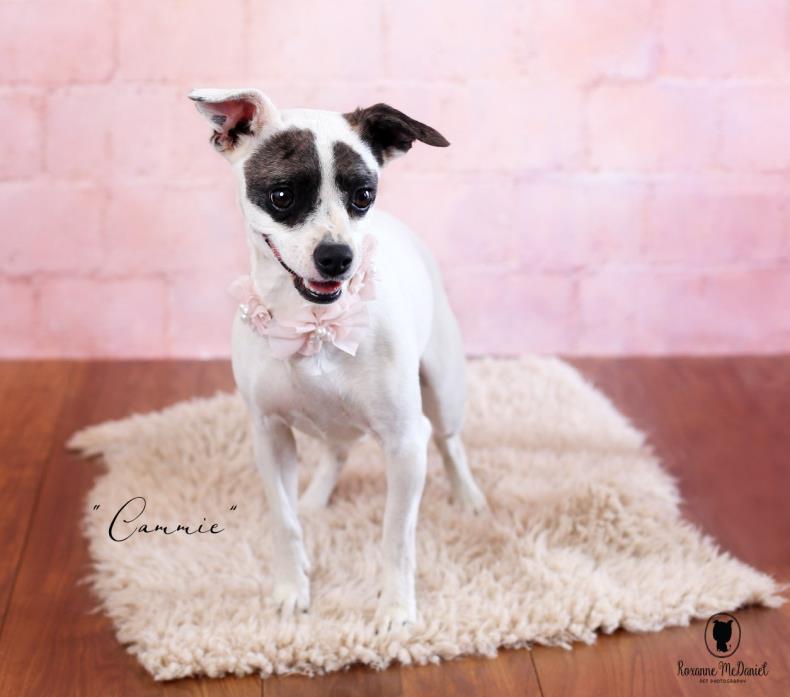 Adopt Cammie a Jack Russell Terrier