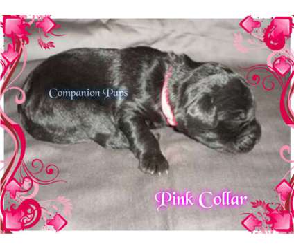 Black Female Labradoodle Puppy ~ See Video~ Ready Feb 17th