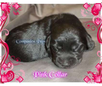 Black Female Labradoodle Puppy ~ See Video~ Ready Feb 17th