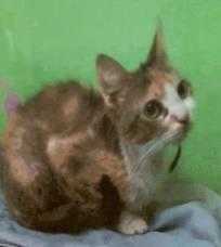 Adopt Tabitha a Tan or Fawn Domestic Shorthair / Domestic Shorthair / Mixed cat