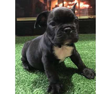 bgfdthse French bulldog puppies available
