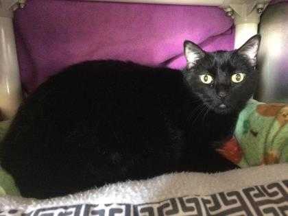 Adopt Casey a All Black Domestic Mediumhair / Domestic Shorthair / Mixed cat in