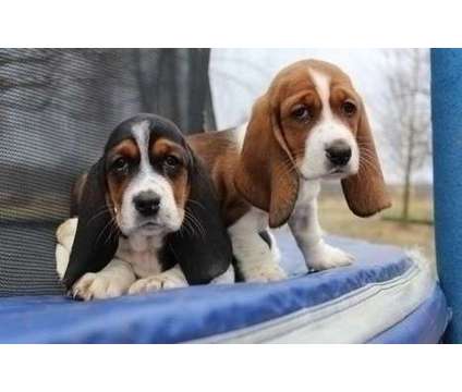 P P Squirt Basset Hound Puppies For Sale