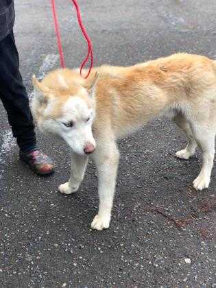 Adopt Nolan a Red/Golden/Orange/Chestnut Husky / Mixed dog in Fresno