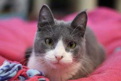 Adopt Dancie a Gray or Blue Domestic Shorthair / Domestic Shorthair / Mixed cat