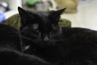 Adopt Colleen a Black (Mostly) Domestic Shorthair (short coat) cat in Bedford
