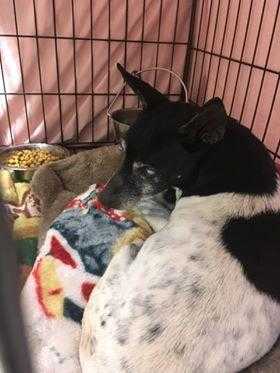 Adopt Gertrude a Black Rat Terrier / Mixed dog in Anderson, IN (24714224)