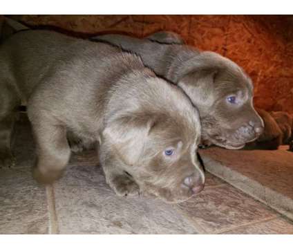 Silver and Charcoal Labrador Pups AKC