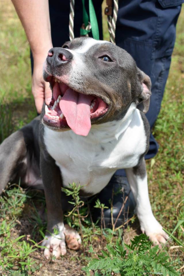 Adopt Maddie a Gray/Silver/Salt & Pepper - with White American Pit Bull Terrier