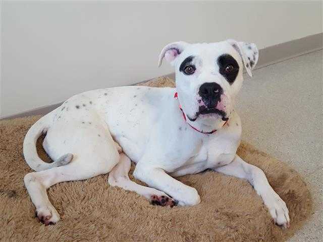 Adopt BANDIT a White American Pit Bull Terrier / Mixed dog in Murray